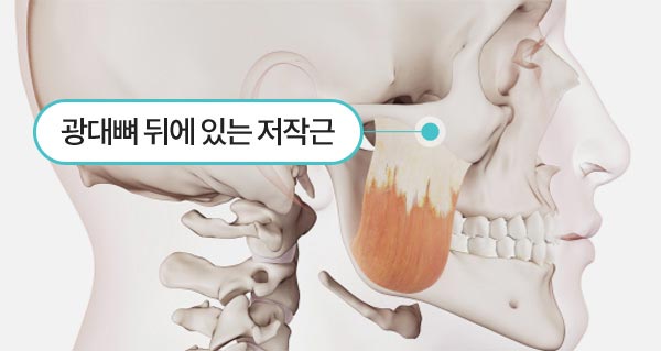 광대뼈 뒤에 있는 저작근